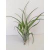 Tillandsia elongata