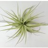 Tillandsia geminiflora (velká)