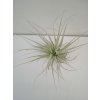 Tillandsia gardnerii