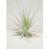 Tillandsia gardnerii