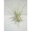 Tillandsia gardnerii
