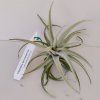 Tillandsia bermeojensis