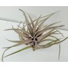 Tillandsia novakii