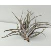 Tillandsia novakii