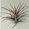 Tillandsia novakii