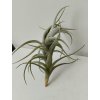 Tillandsia mitlaensis v. tulensis