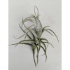 Tillandsia mitlaensis v. tulensis