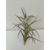 Tillandsia mitlaensis v. tulensis