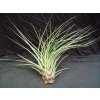 Tillandsia crista-gallii (velká)