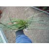Tillandsia crista-gallii (velká)