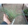 Tillandsia crista-gallii (velká)