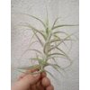 Tillandsia jequiensis