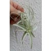 Tillandsia jequiensis