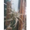 Tillandsia jequiensis
