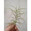 Tillandsia jequiensis
