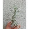 Tillandsia albida var. minor