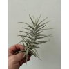 Tillandsia purpurea #8