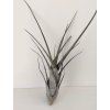 Tillandsia flexuosa
