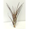 Tillandsia flexuosa