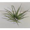 Tillandsia kegeliana