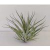 Tillandsia kegeliana
