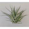 Tillandsia kegeliana