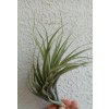 Tillandsia queroensis