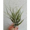 Tillandsia queroensis