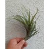 Tillandsia queroensis