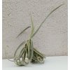 Tillandsia duratii
