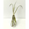 Tillandsia duratii