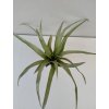 Tillandsia secunda var. vivipara