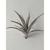 Tillandsia latifolia