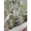 Tillandsia heteromorpha