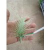 Tillandsia heteromorpha