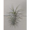 Tillandsia funckiana #5
