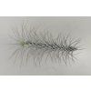 Tillandsia funckiana #5