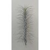 Tillandsia funckiana #5