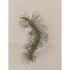 Tillandsia funckiana var. recurvifolia