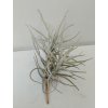 Tillandsia paleacea f. major