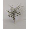 Tillandsia paleacea f. major