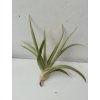 Tillandsia santiagoensis