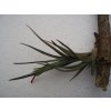 Tillandsia dorotheae