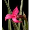 tillandsia dorotheae