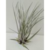 Tillandsia myriantha