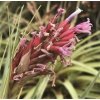 Tillandsia myriantha