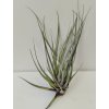Tillandsia myriantha