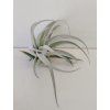 Tillandsia recurvifolia v. subsecundifolia