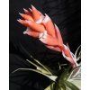 Tillandsia recurvifolia v. subsecundifolia