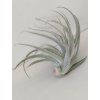 Tillandsia recurvifolia v. subsecundifolia